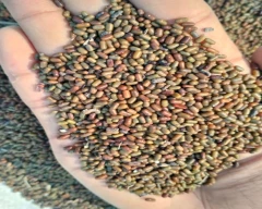 Seed Dhaincha for sale in Davangere