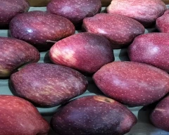 Royal Apple for sale in Kullu