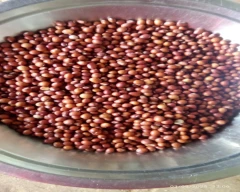 Indian Tur for sale in Singrauli