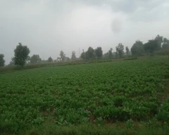 White Radish for sale in Agra
