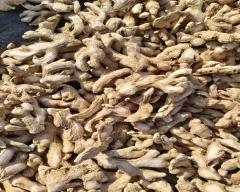 A Grade Quality Dried Ginger for sale in Shivamogga
