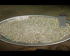 Dried green Green Peas for sale in Damoh