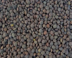 Indian Masoor for sale in Lakhisarai