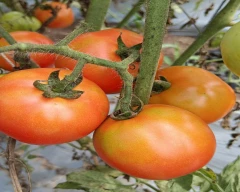 Normal Tomato for sale in Seoni
