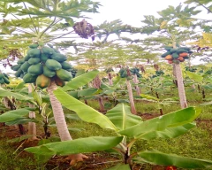 Number 15 Papaya for sale in Ballari
