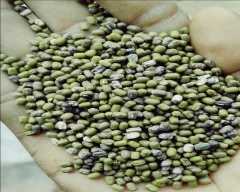 A Grade Quality Moong for sale in Hanumangarh