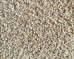 1544 (Purna) Wheat for sale in Banda