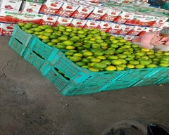 Normal Mosambi for sale in Agar Malwa