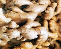 B Grade Quality Ginger for sale in Hassan