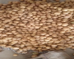 3797 Potato for sale in Agra