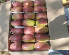 Kashmiri Apple for sale in Kulgam