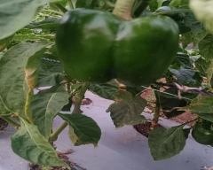 Normal Capsicum for sale in Seoni