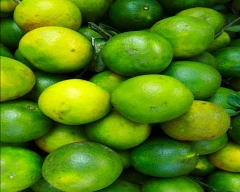 A Grade Quality Lemon for sale in Dungarpur