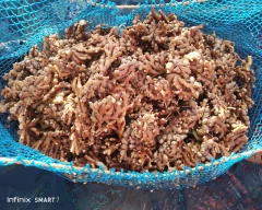 A Grade Quality Ginger for sale in Satara