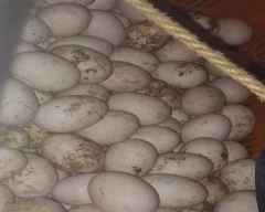 Other Egg for sale in Kollam