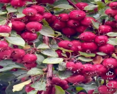 Royal Apple for sale in Pilibhit