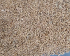 B Grade Quality Wheat for sale in Shivpuri