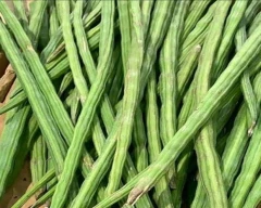 A Grade Quality Drumstick for sale in Erode