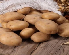 B Grade Quality Potato for sale in Alipurduar
