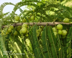 A Grade Quality Amla for sale in Karauli
