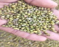 A Grade Quality Moong for sale in Sri Ganganagar