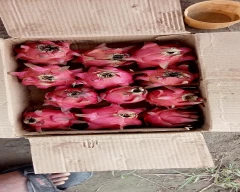 Red Dragon Fruit for sale in South West Delhi