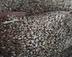Pearl Millet for sale in Ajmer