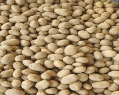 Chipsona Potato for sale in Bulandshahr