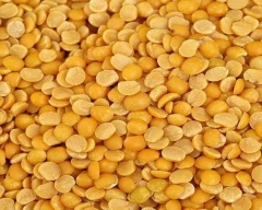 Indian Tur Dal for sale in Jalgaon