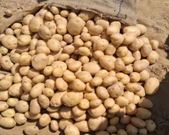Jyoti Potato for sale in Paschim Medinipur