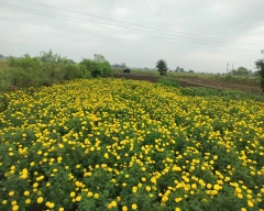 Astaganda plus Marigold for sale in Guna