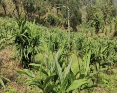 A Grade Quality Ginger for sale in Idukki