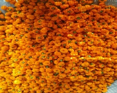 Astaganda plus Marigold for sale in Dausa
