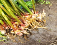 B Grade Quality Ginger for sale in Aurangabad
