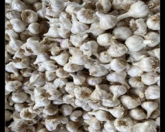Other Garlic for sale in Bundi