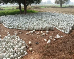 Normal Pumpkin for sale in Kaushambi