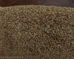 Brown Jeera for sale in Jaipur