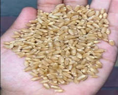 A Grade Quality Wheat for sale in Jodhpur