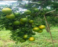 A Grade Quality Orange for sale in Buldhana