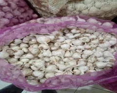 Normal Garlic for sale in Mandsaur