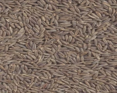 Brown Jeera for sale in Ajmer