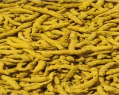 Dry Finger Turmeric for sale in Kandhamal