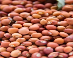 Indian Tur for sale in Akola