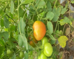 A Grade Quality Tomato for sale in Pune