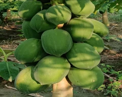 Red Lady Taiwan 786 Papaya for sale in Lakhimpur