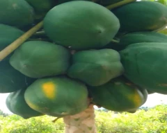 Number 15 Papaya for sale in Chitradurga