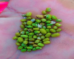 Normal Moong for sale in Jodhpur
