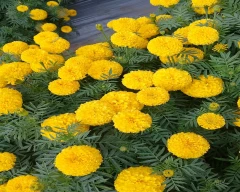 Astaganda plus Marigold for sale in Nagpur