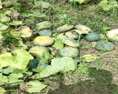 Normal Pumpkin for sale in Davangere