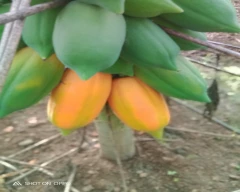 Number 15 Papaya for sale in Osmanabad